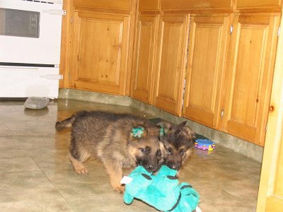 Bullet And Brontes (biggest and smallest in litter